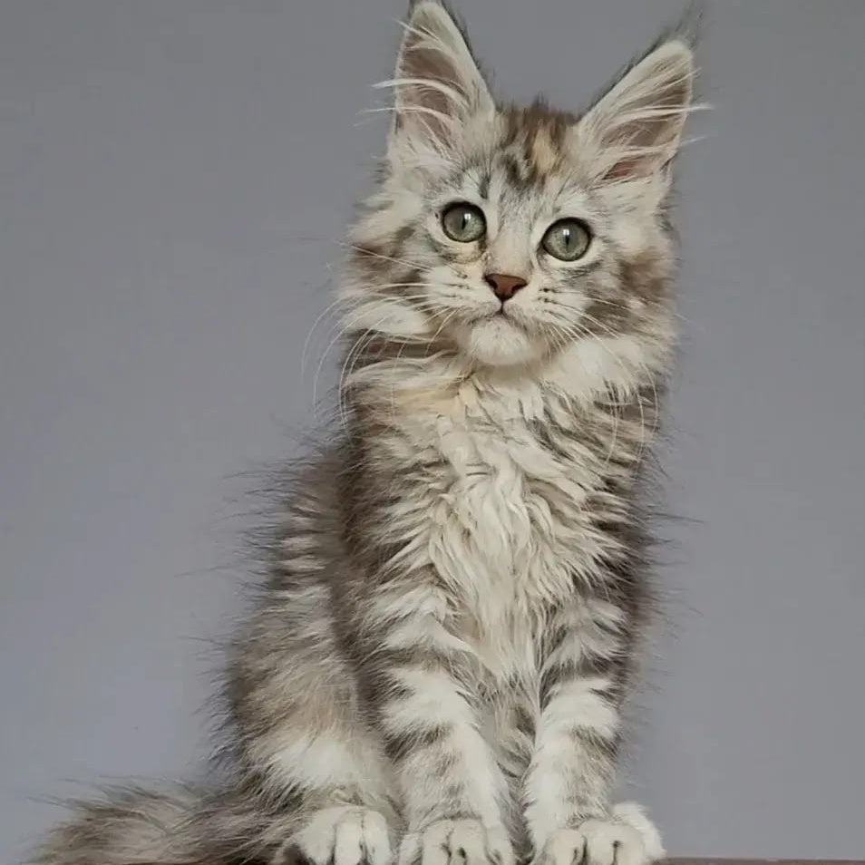 Hizar Maine Coon female, black tortie silver tabby