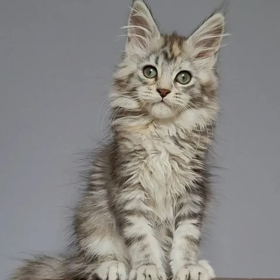 Hizar Maine Coon female, black tortie silver tabby