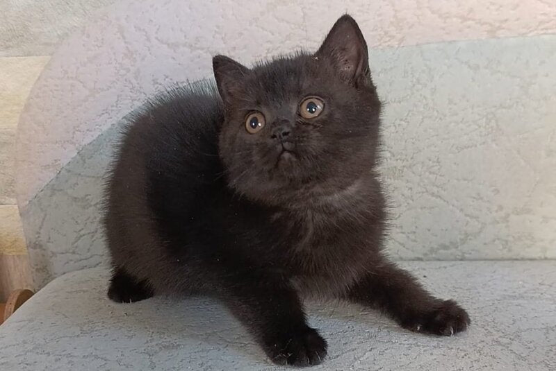 Electra British Shorthair female, black