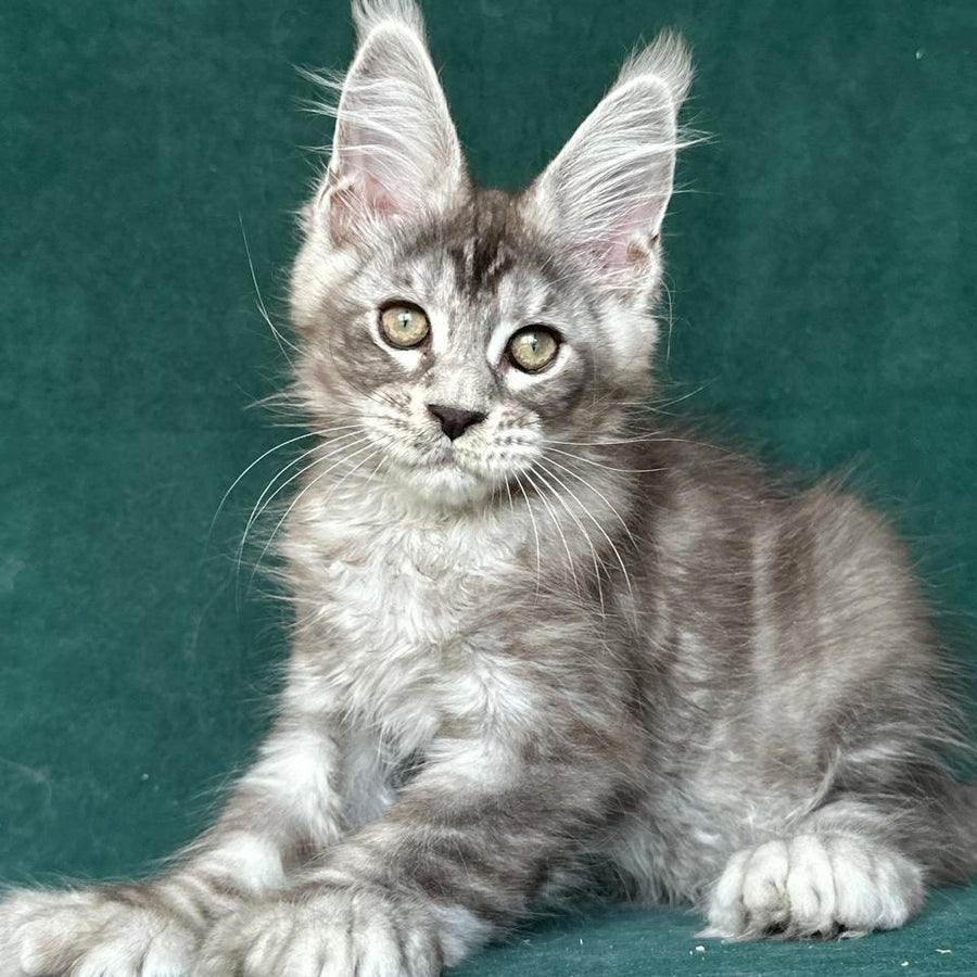 Iney Maine Coon polydactyl 6x6x6x6 male, black silver tabby