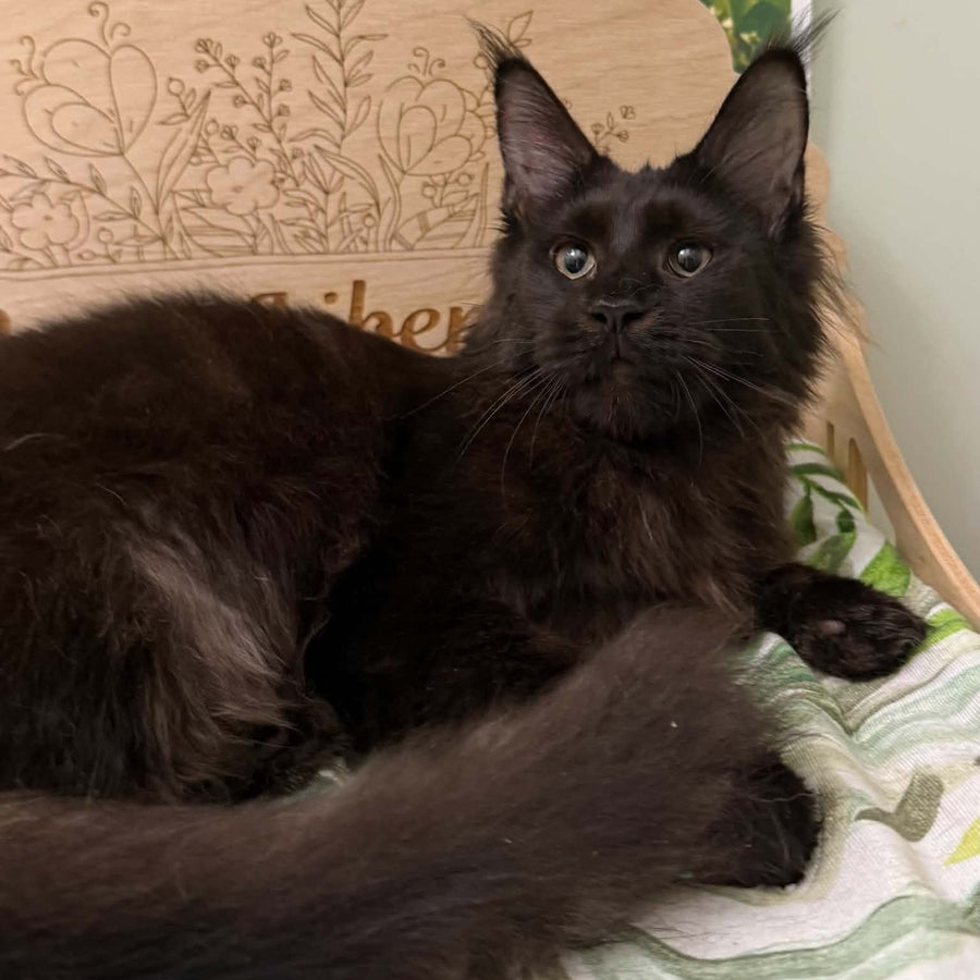 Xandra Maine Coon female, black