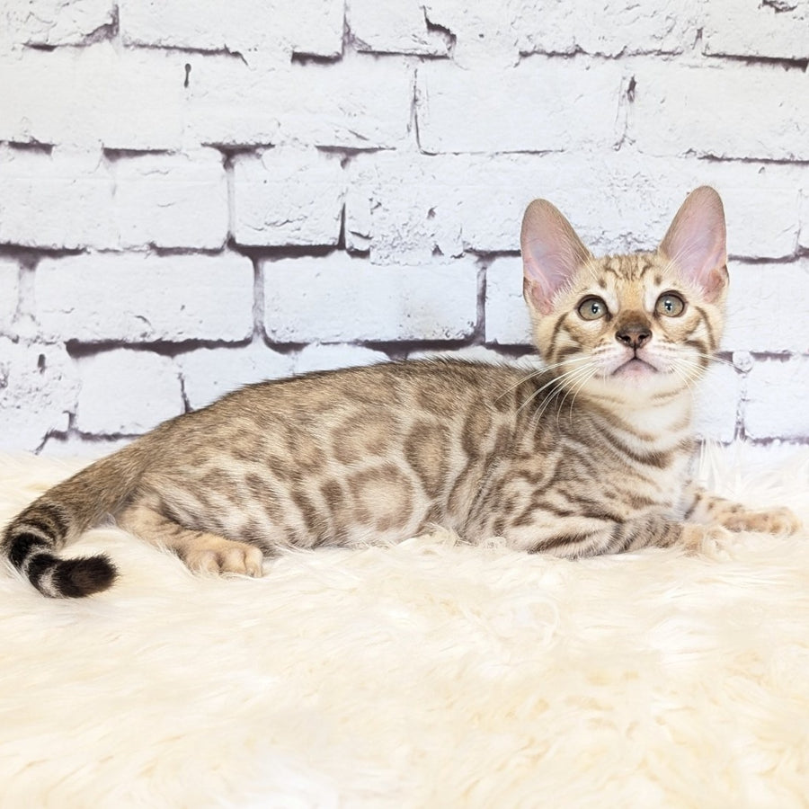 Ashton Bengal male, black silver spotted tabby pointed