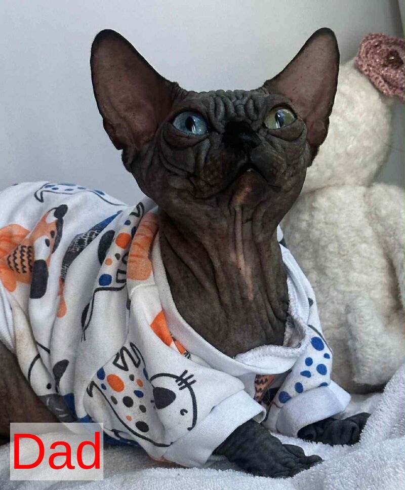 Sultan Canadian Sphynx male red tabby - live animals