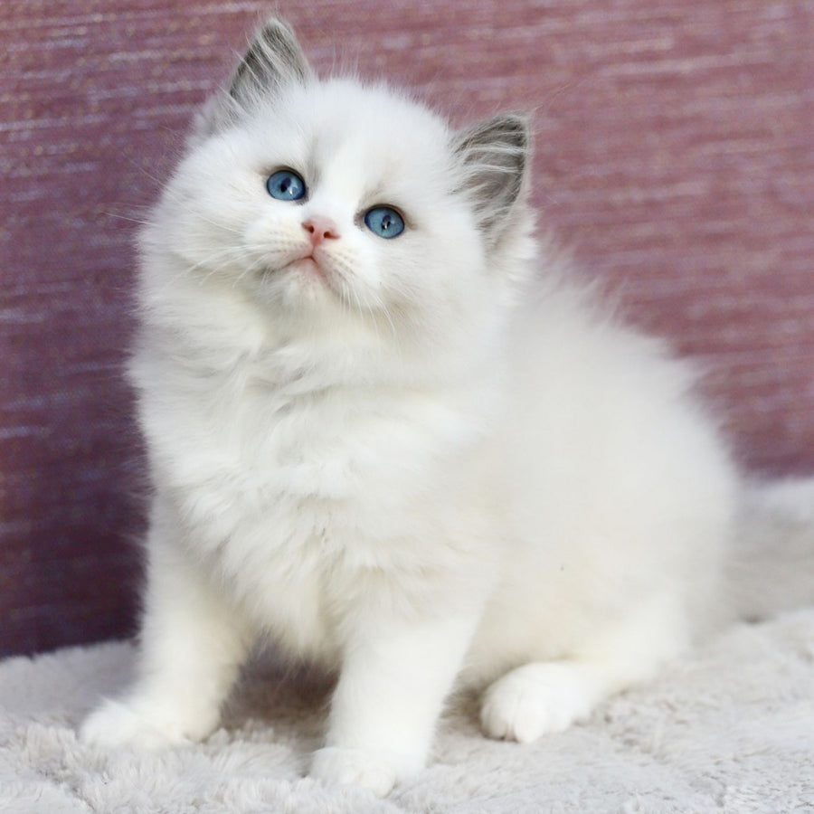 Lincoln Ragdoll male, blue bicolour