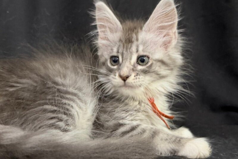 Zoryana Maine Coon female, blue silver tabby with white