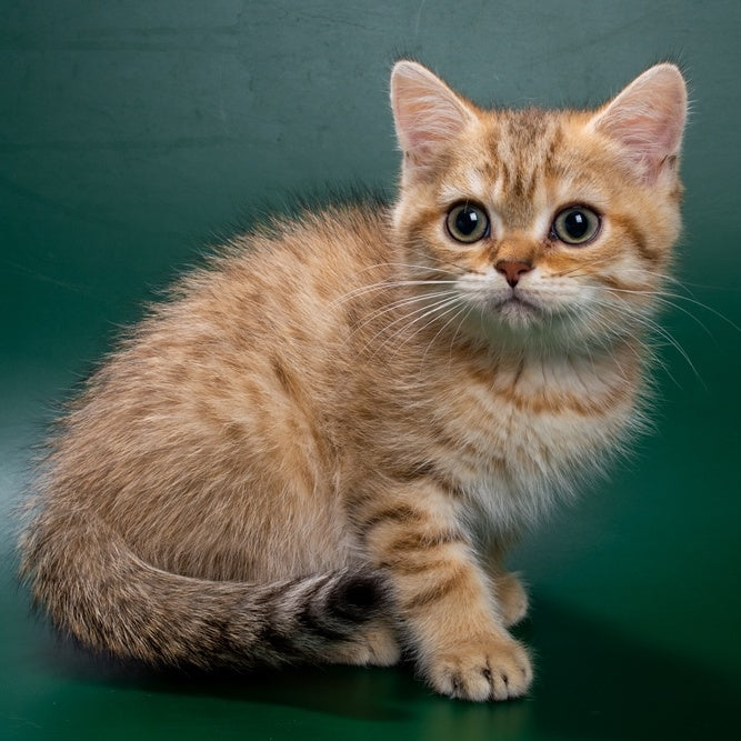 Gerd British Shorthair male, black golden spotted tabby