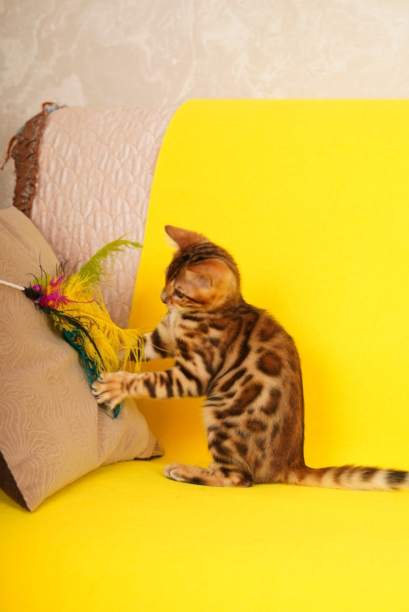 Jayson Bengal male, black spotted tabby