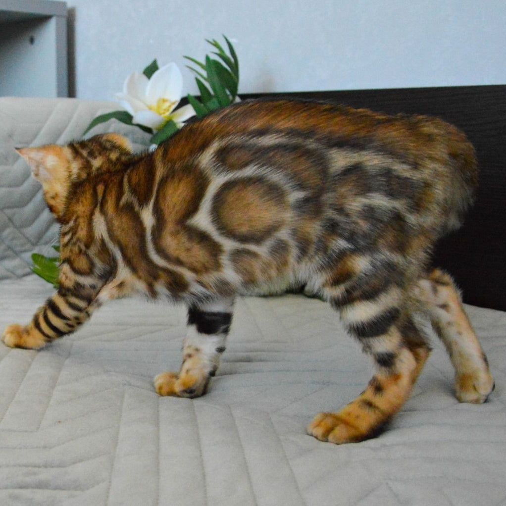 Odysseus Bengal male, black spotted tabby