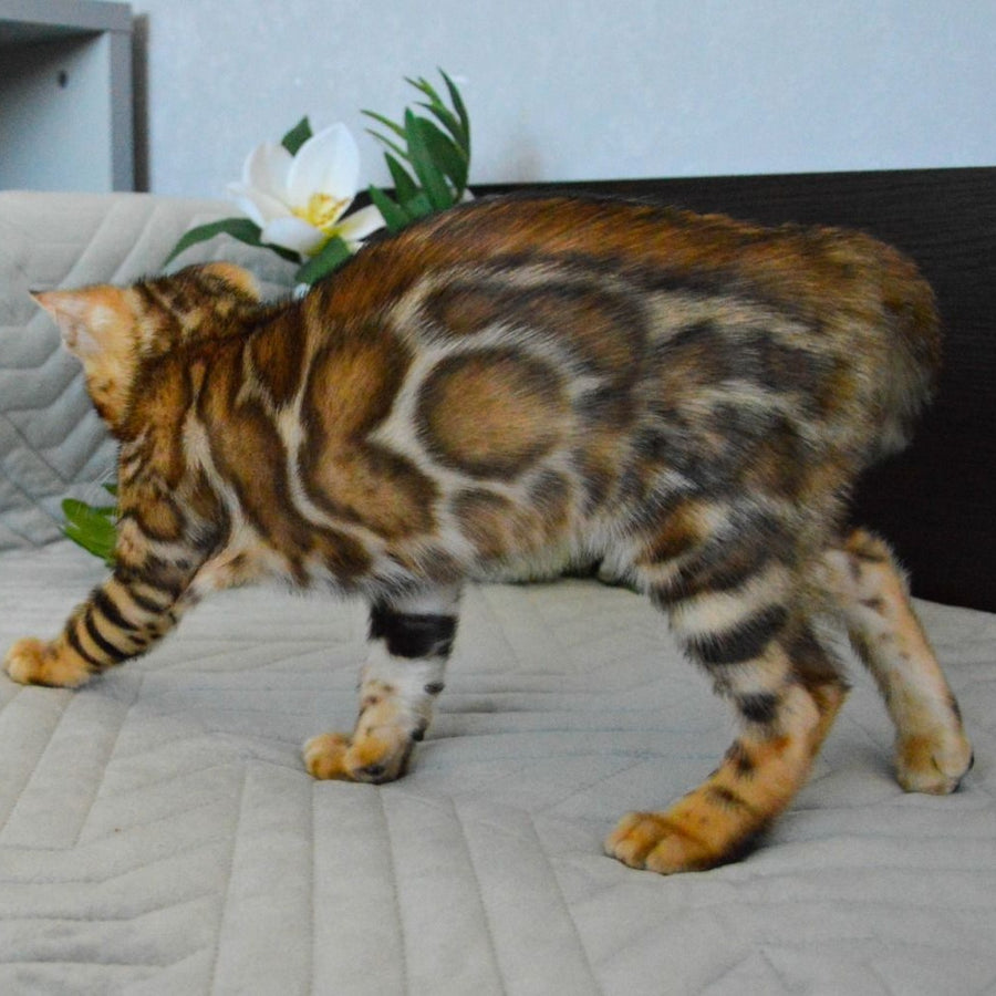 Odysseus Bengal male, black spotted tabby