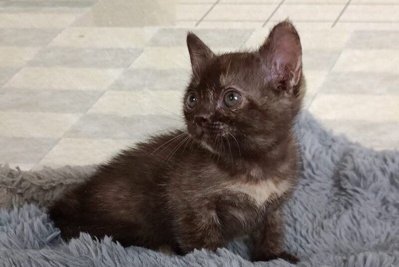 Ruby Dol Burmese female lilac tortie - live animals