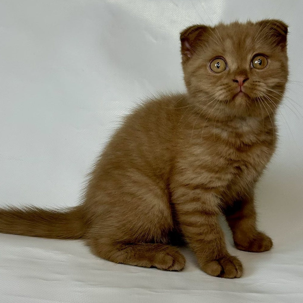 Lim Scottish Fold male, cinnamon