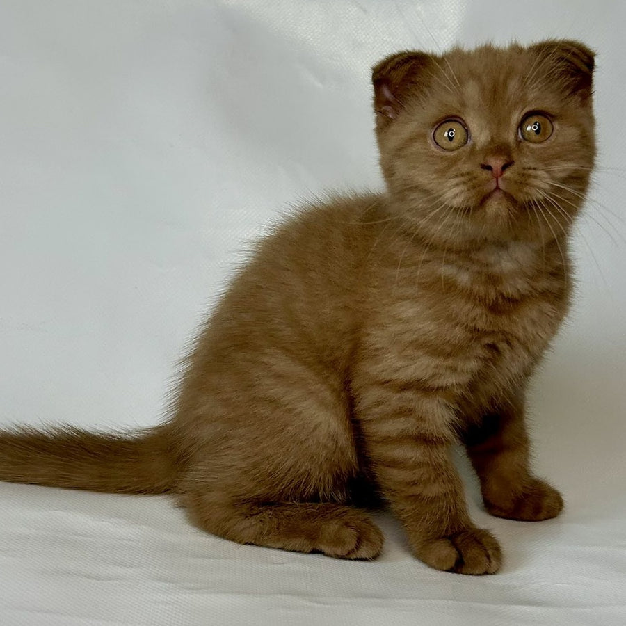 Lim Scottish Fold male, cinnamon