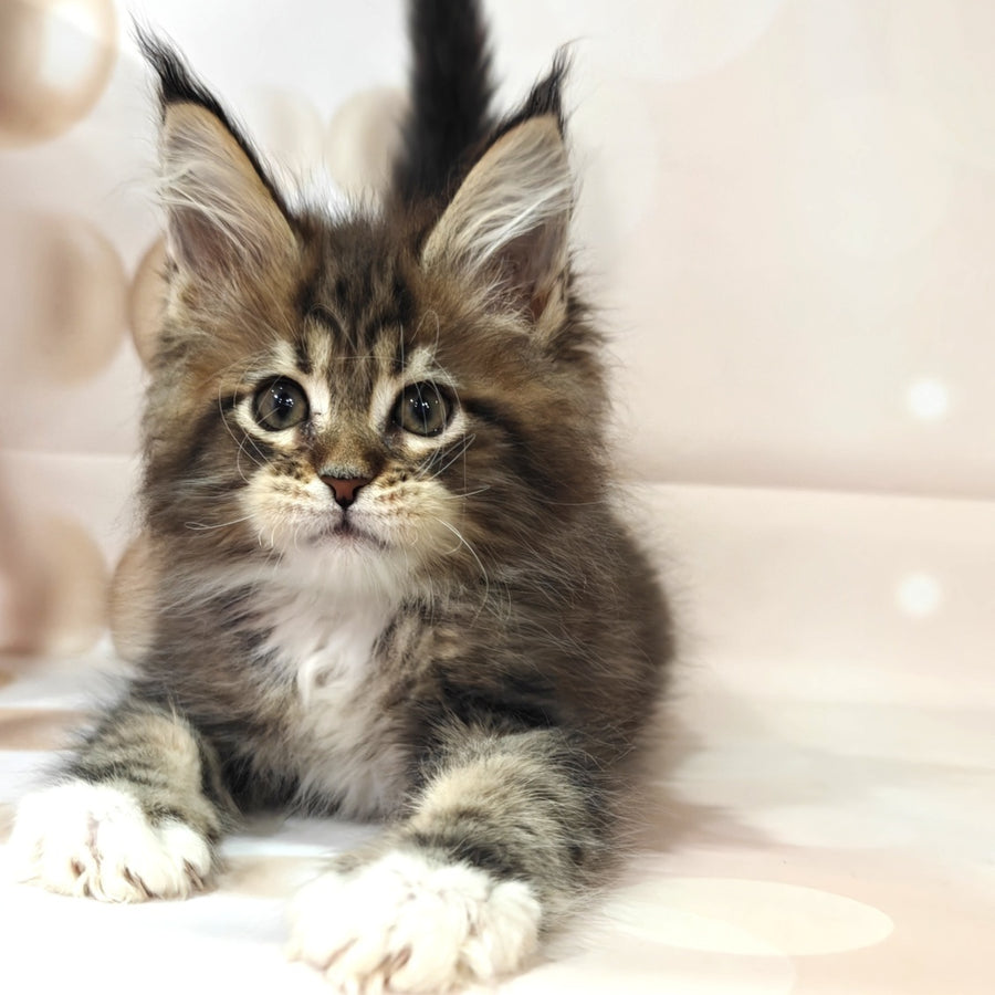Business Maine Coon female, black tabby with white