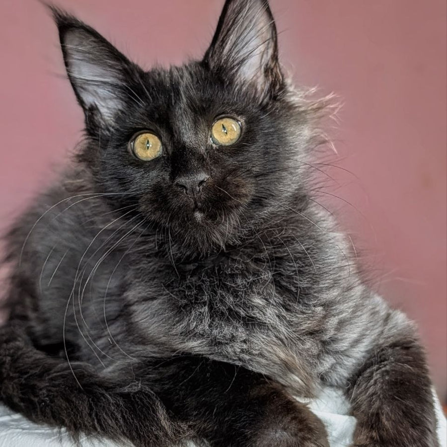Wizard Maine Coon male, black
