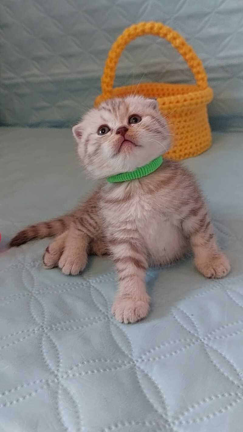 Mia Scottish Fold female, lilac silver spotted tabby