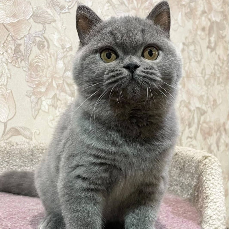 Patrissiya British Shorthair female, blue