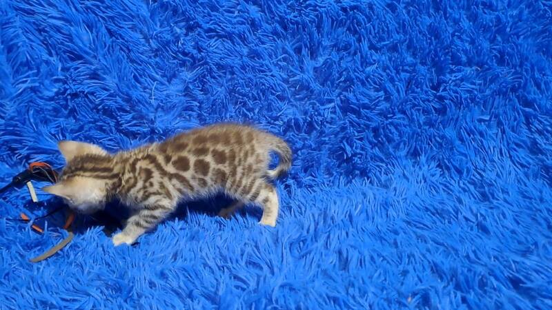 Kiki Bengal female black spotted tabby pointed - live animals