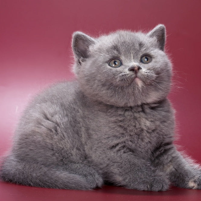 Quimby British Shorthair female, blue tortie