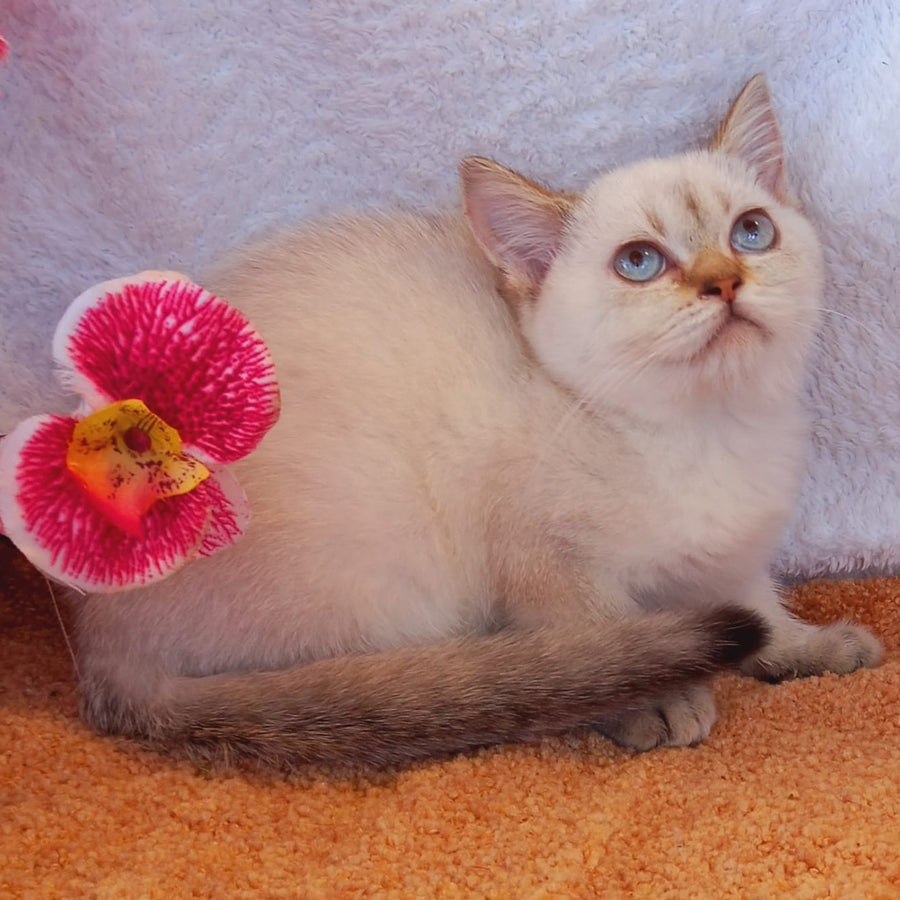 Marta Scottish Straight female, black golden shaded pointed