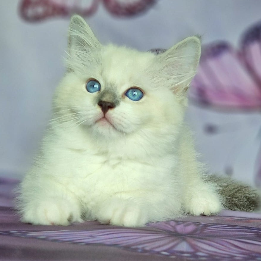 Eshley Siberian male, blue with white tabby pointed