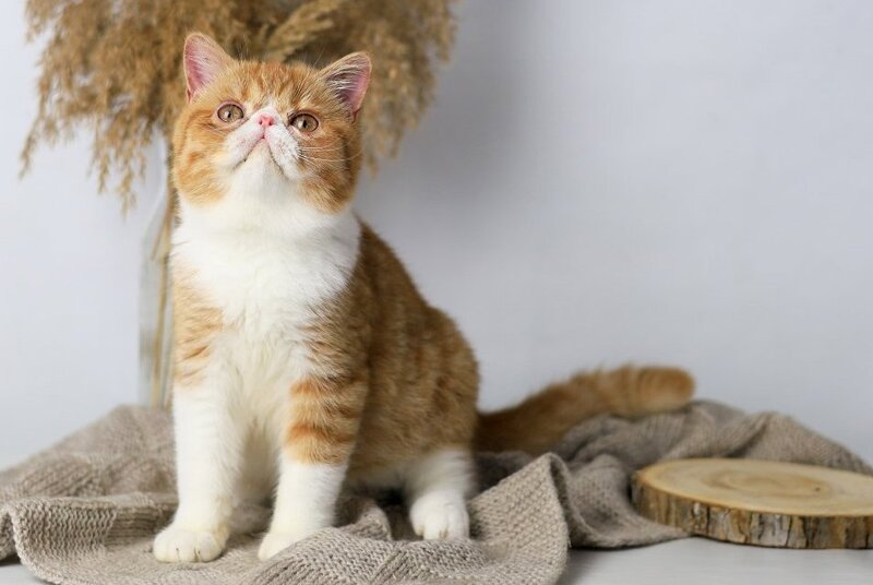 Oliver Exotic male, red bicolour tabby