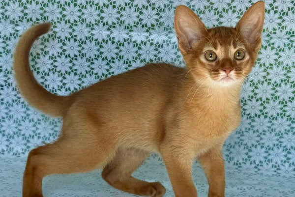 Bastet Abyssinian female sorrel - live animals