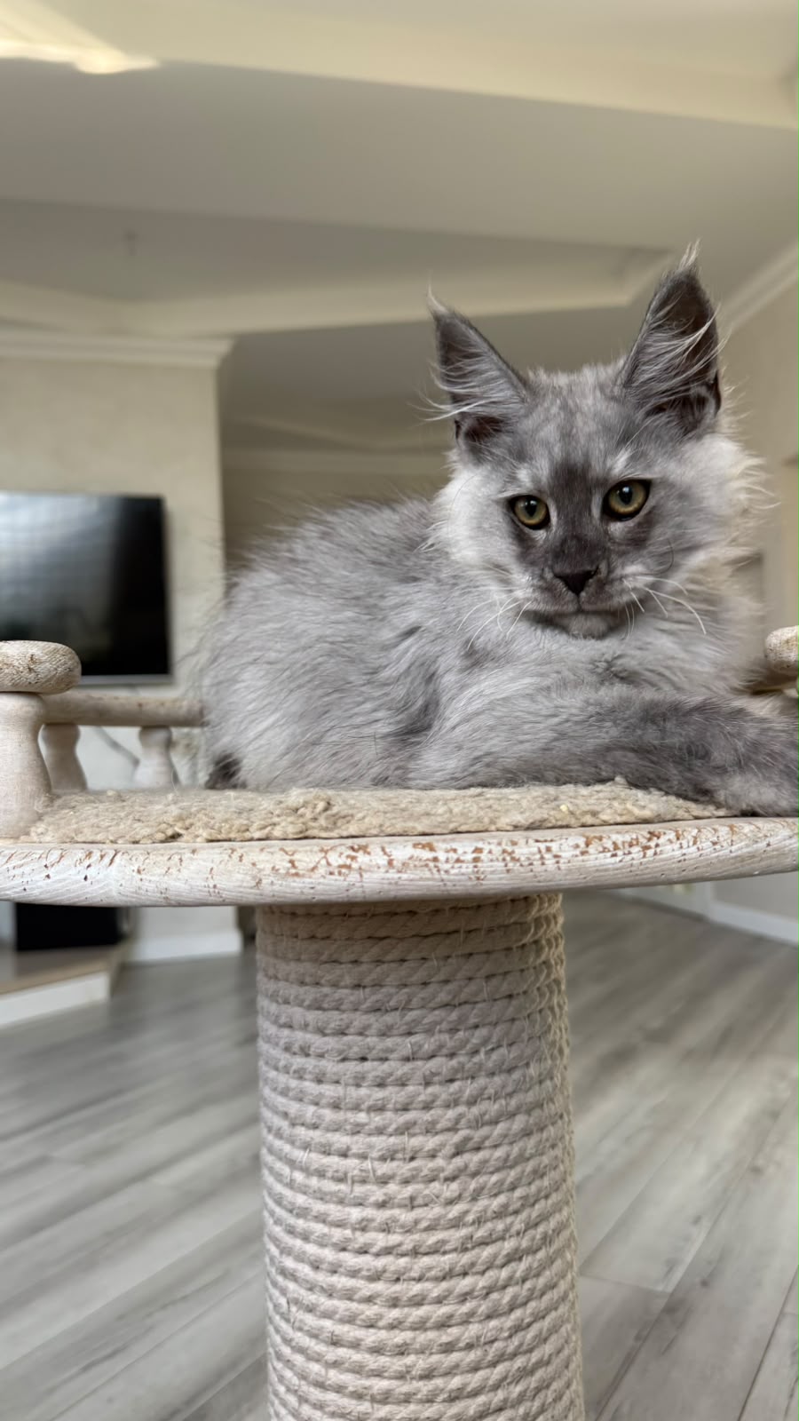 Pirat Maine Coon male, black silver