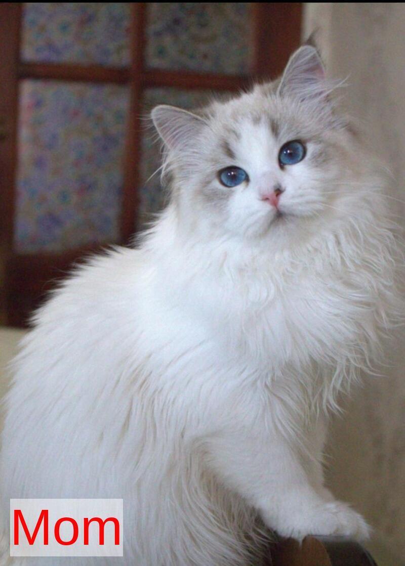 Faraon Siberian male, black bicolour tabby pointed