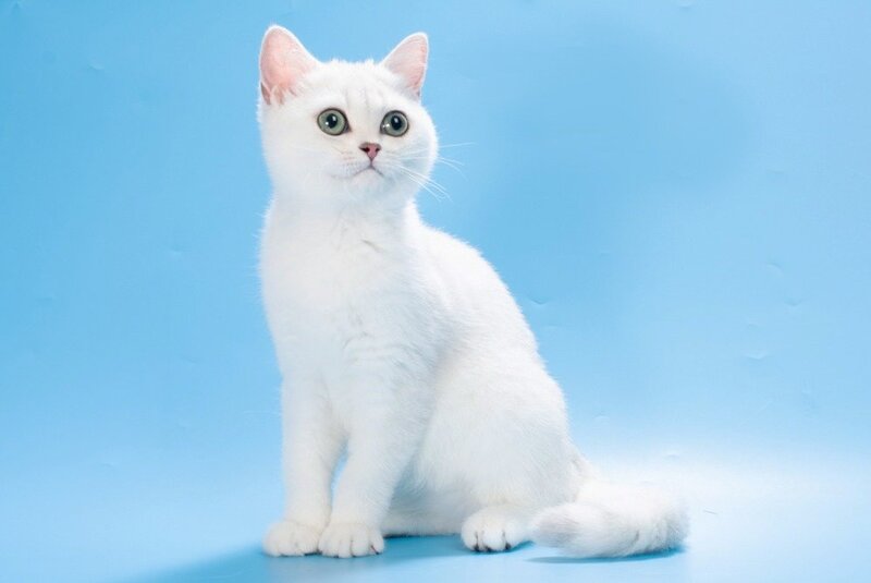 Lamiya British Shorthair female, black silver shaded