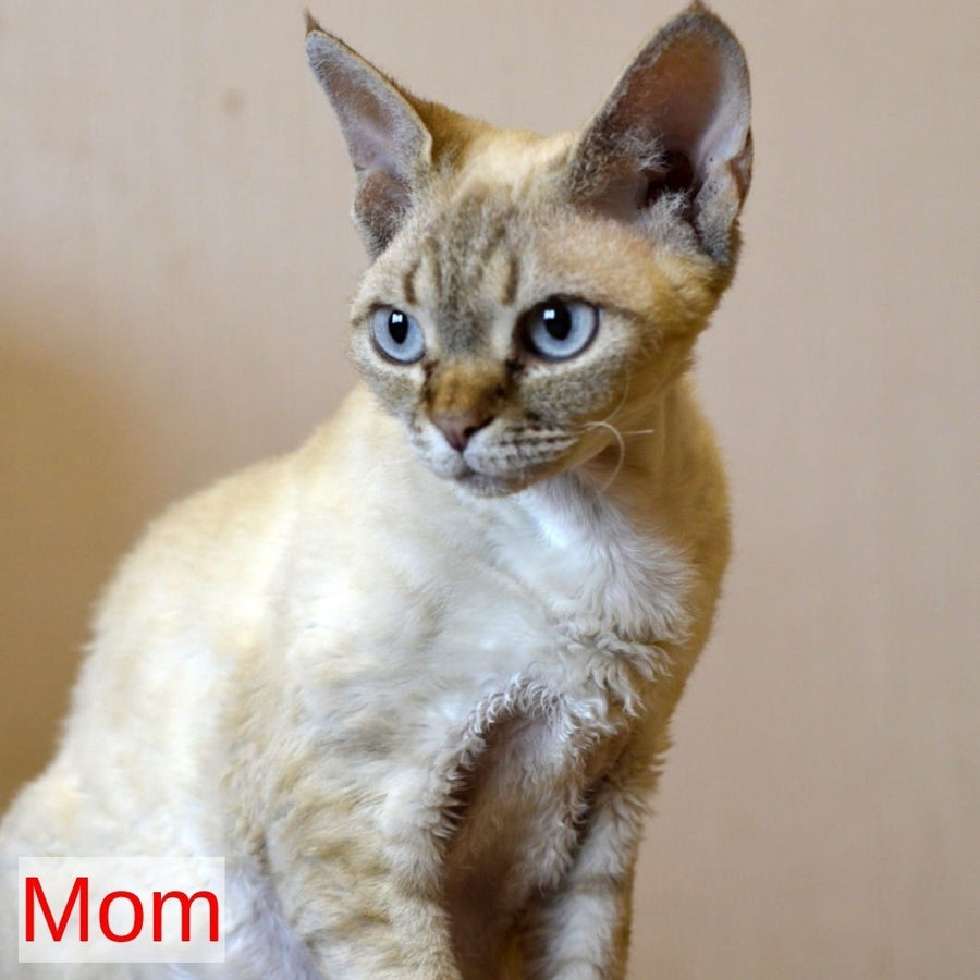 Marat Devon Rex male, chocolate tabby pointed
