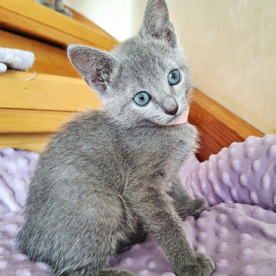 Cream Russian Blue female, blue