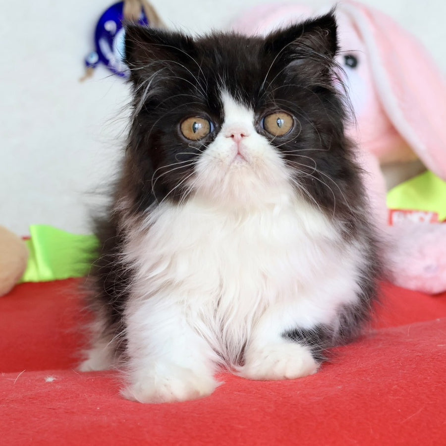 Yum Yum Persian male, black bicolour