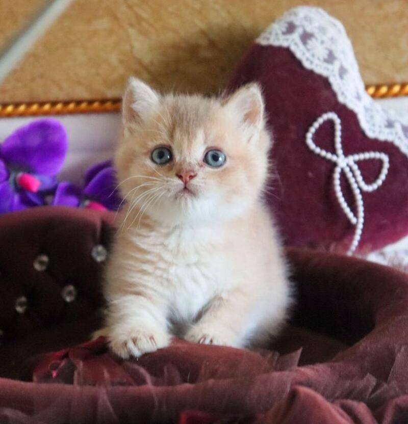 Stiven British Shorthair male, lilac golden shaded