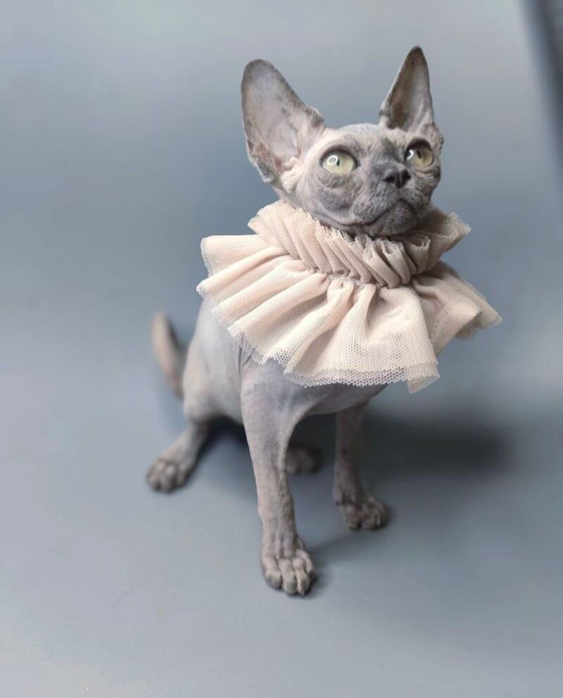 Davinci Vida Canadian Sphynx female, black