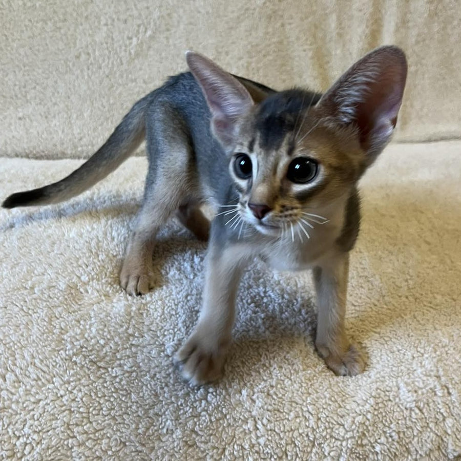 Fibi Abyssinian female, blue