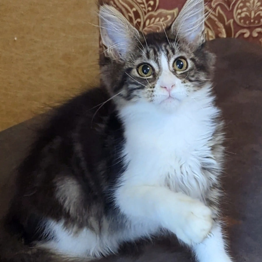 Holika Maine Coon female, black tabby with white