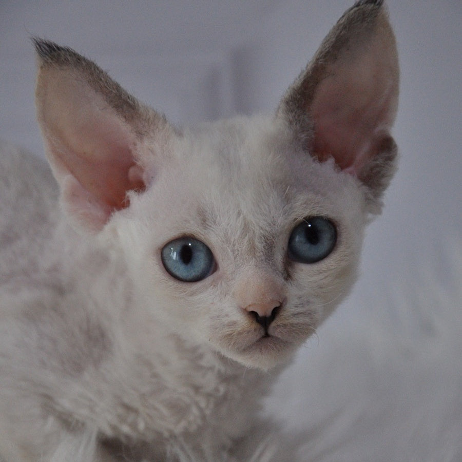 Maja Devon Rex female, black tortie bicolour pointed