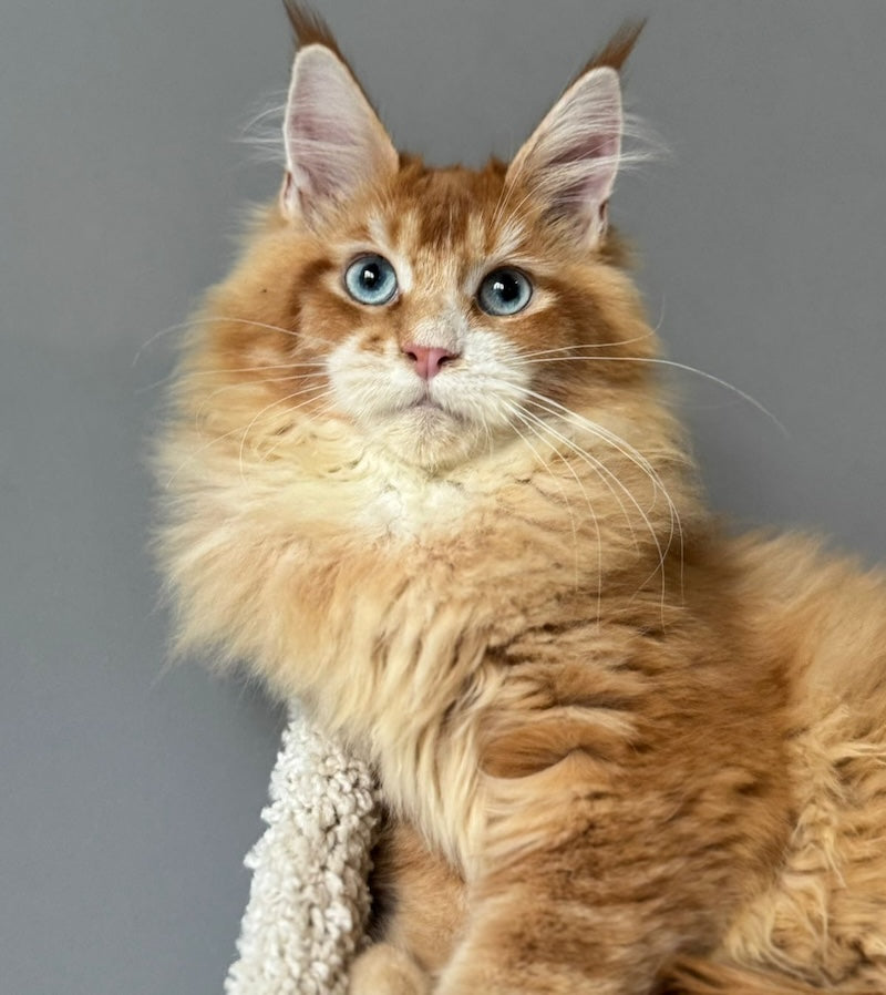 Ferdenant Maine Coon male, red ticked tabby with white