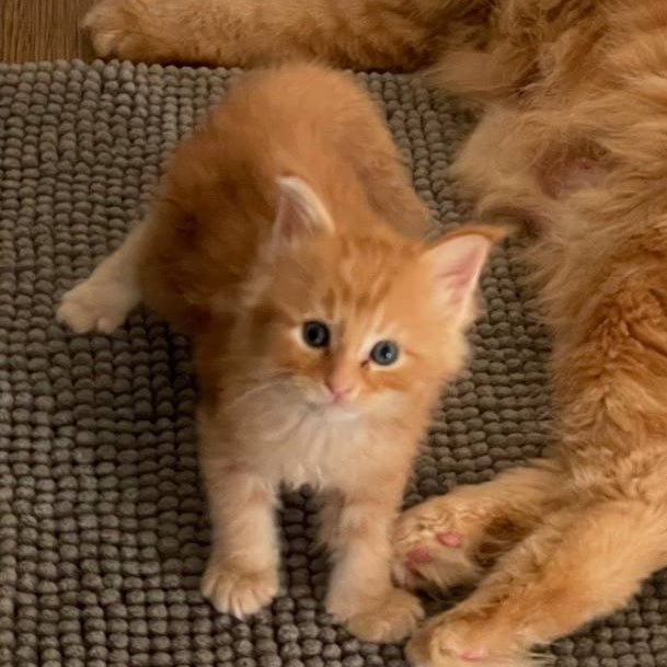 Alex Maine Coon male, red tabby