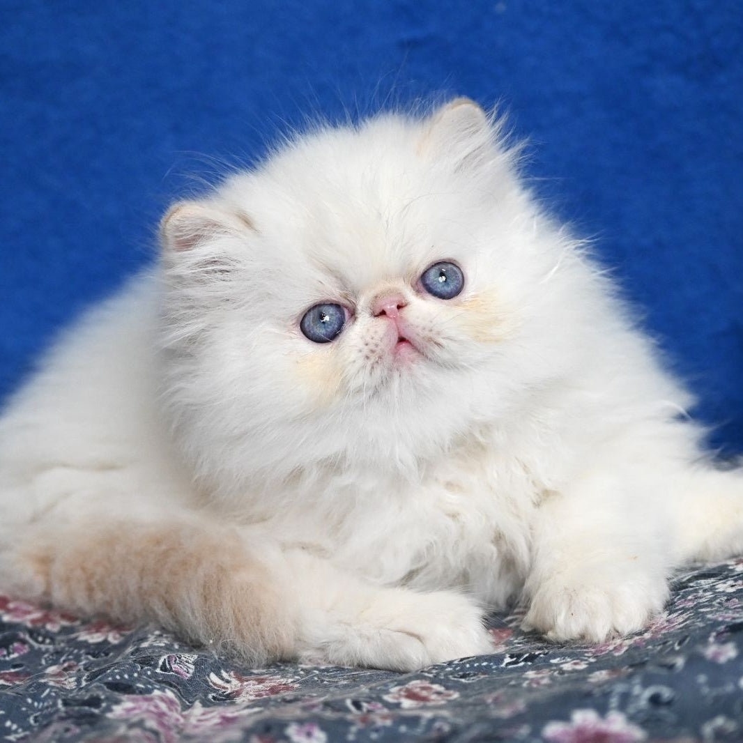 Azure Persian male, cream tabby pointed