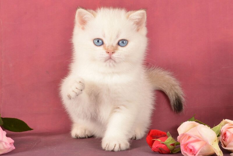 Queen British Shorthair female, chocolate golden shaded pointed