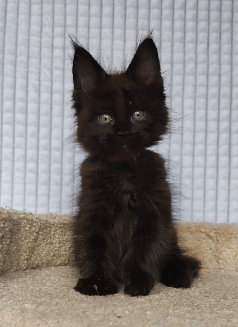 Mars Maine Coon male, black