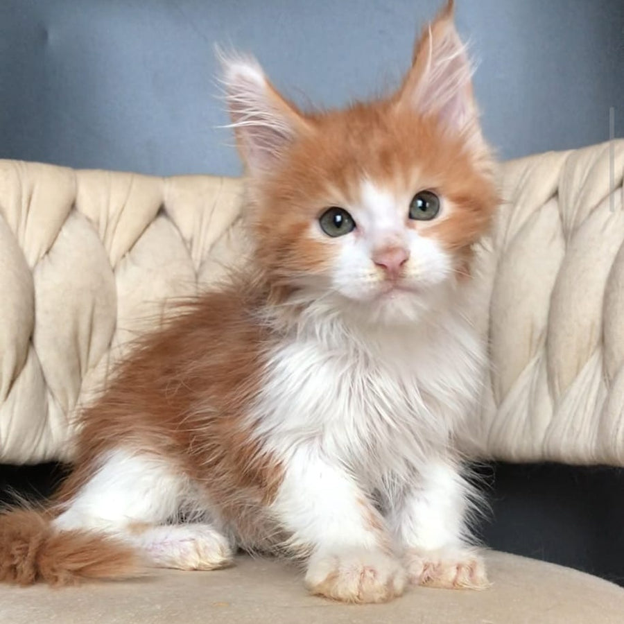 Amos Maine Coon male, red bicolour