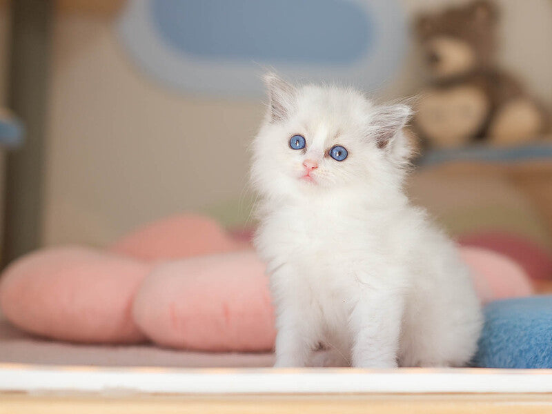 Vivian Ragdoll female, blue bicolour