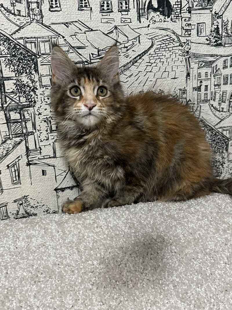 Fima Maine Coon female, black tortie tabby