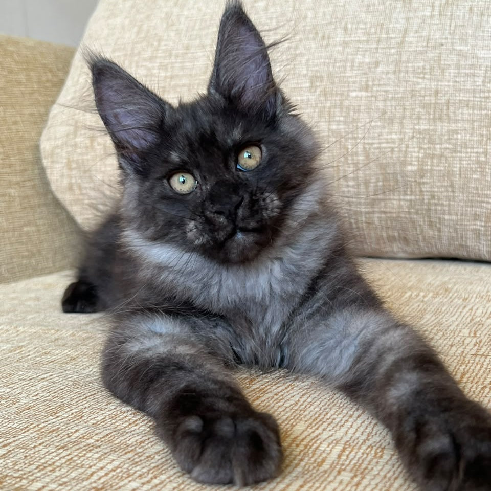 Atlantic Maine Coon female, black silver