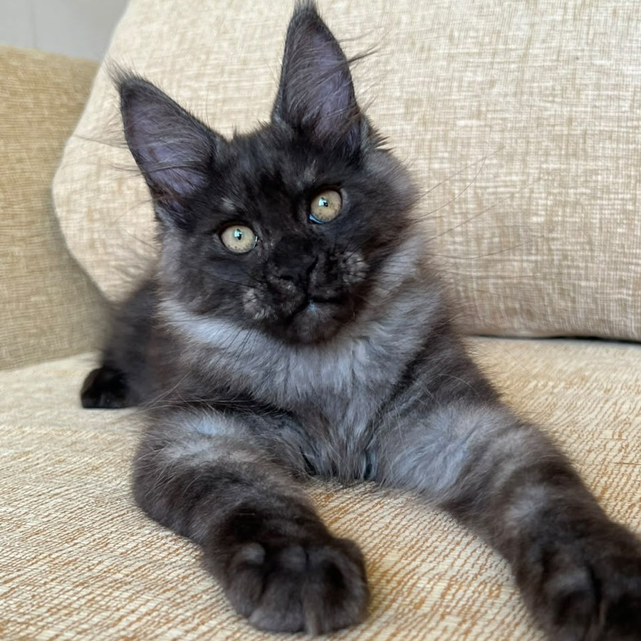 Atlantic Maine Coon female, black silver