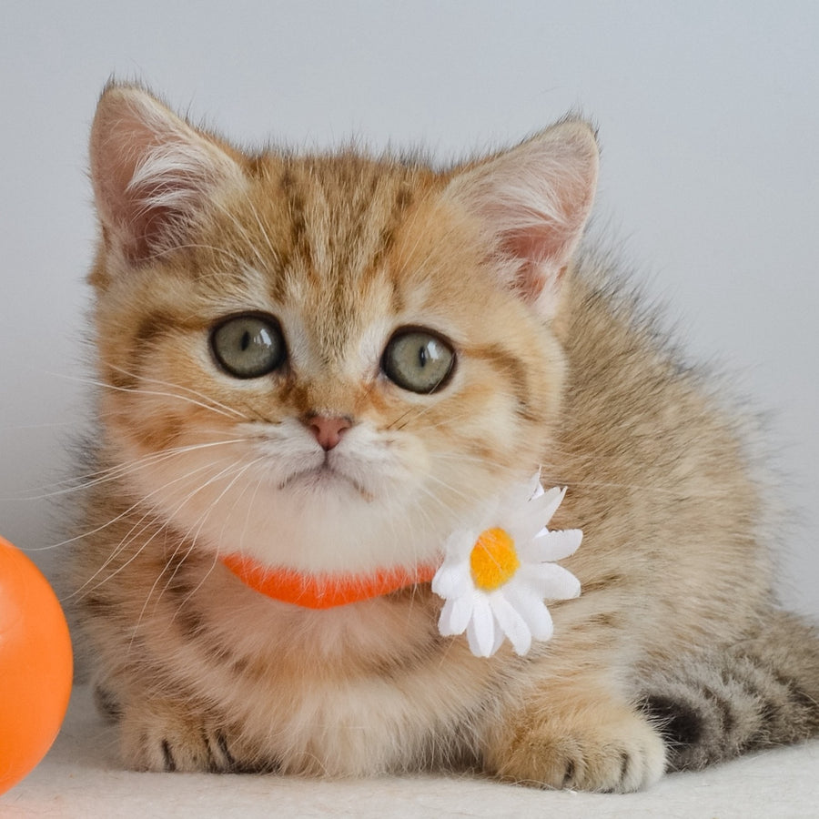 Ines Munchkin female, black golden spotted tabby