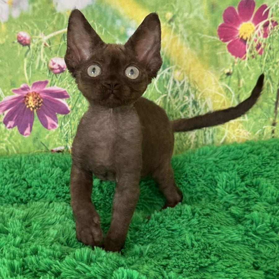 Ivona Devon Rex female, chocolate