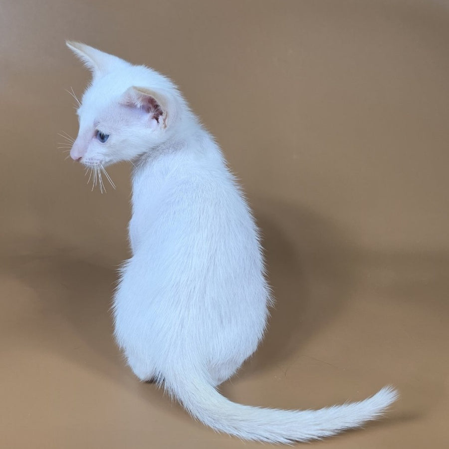 Draco Siamese male, red
